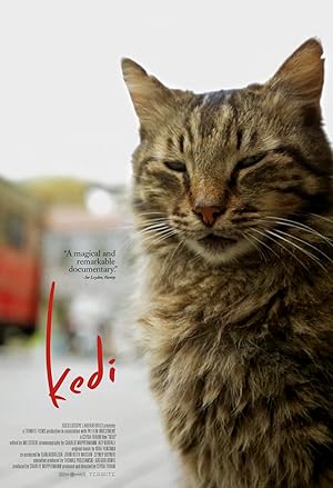 Poster of Kedi